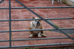 Das Hotelmaskottchen
