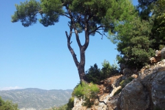 Ein Baum