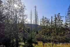 braunlage-19-0140